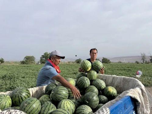 邢台北康庄吃瓜