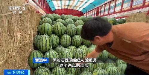 邢台北康庄吃瓜