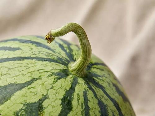 上海吃瓜小妹,揭秘沪上美食圈的那些事儿