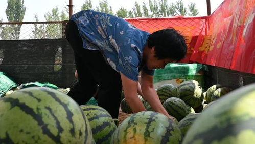 大步村吃瓜视频,揭秘乡村生活趣味瞬间