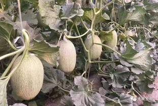 兰考蜜瓜怎么吃,解锁夏日清新口感