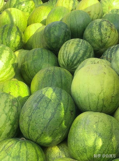 打籽瓜怎么吃,解锁美味新体验