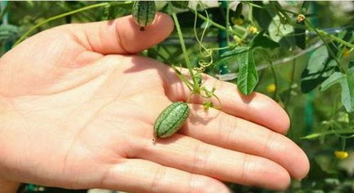 梦到下地摘瓜吃,梦到下地摘瓜吃的奇幻体验