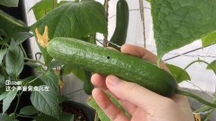 梦到下地摘瓜吃,梦到下地摘瓜吃的奇幻体验