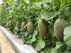 宁波大专吃瓜,宁波大专校园里的那些“吃瓜”趣事