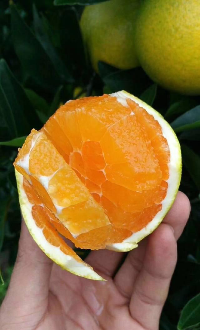 九红吃瓜,揭秘娱乐圈背后的那些事儿