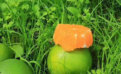 九红吃瓜,揭秘娱乐圈背后的那些事儿