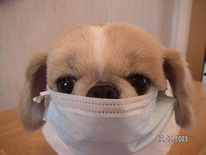 有几只狗吃瓜戴口罩,揭秘宠物防疫新风尚