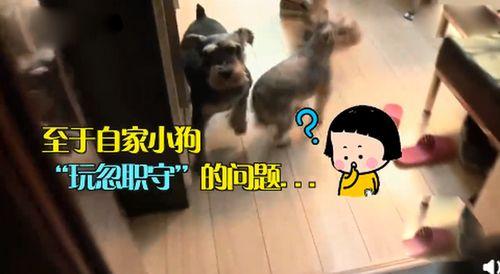 有几只狗吃瓜戴口罩,揭秘宠物防疫新风尚