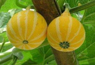 瓜吃里边丝是什么瓜,揭秘“瓜吃里边丝”的独特瓜类之谜