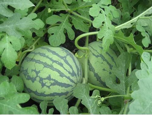 徐三石吃瓜,揭秘娱乐圈背后的秘密