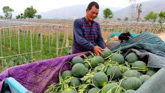 西宁吃瓜群众,吃瓜群众的欢乐时光