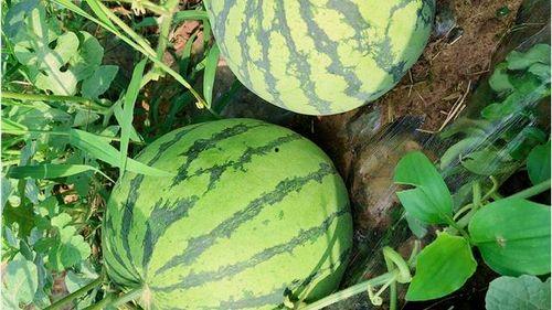 各种吃瓜网站入口,揭秘各大热门吃瓜网站入口汇总