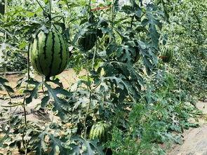 城规吃瓜,揭秘城市规划中的趣味与争议