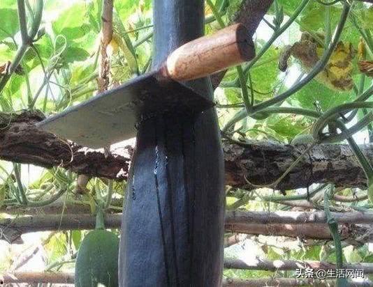 吃诡异的瓜,探寻那些令人毛骨悚然的瓜中秘密