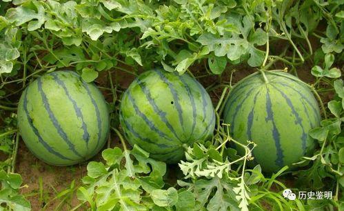 边参观边吃瓜,一场别开生面的参观之旅