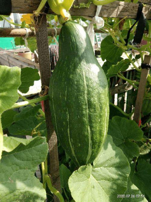 边参观边吃瓜,一场别开生面的参观之旅