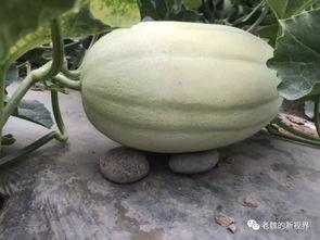 边参观边吃瓜,一场别开生面的参观之旅