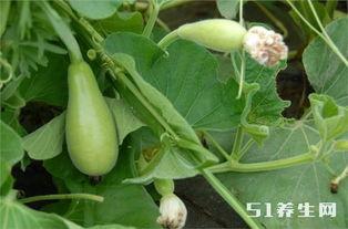 小瓜可以长期吃