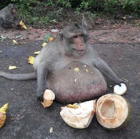 吃瓜串天猴,揭秘网络红人的崛起之路
