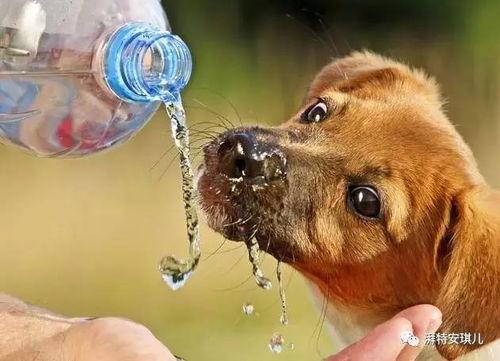 喂狗吃瓜汤,探索健康养宠新风尚