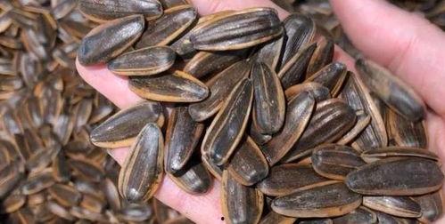 瓜子吃瓜配图,瓜子相伴，一起品味生活百态