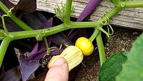 小金花吃瓜,一场甜蜜的夏日盛宴