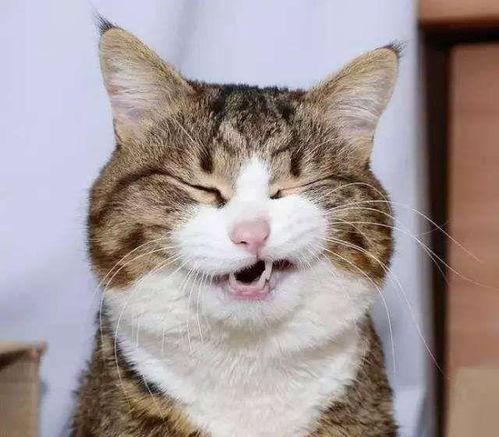 奇葩猫咪长相吃瓜,揭秘那些长相奇葩的猫咪美食瓜