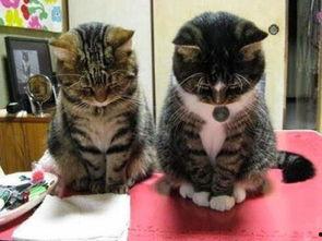 奇葩猫咪长相吃瓜,揭秘那些长相奇葩的猫咪美食瓜