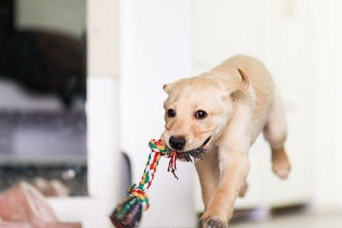 狗狗吃瓜放屁臭,揭秘瓜类食物对狗狗肠胃的影响