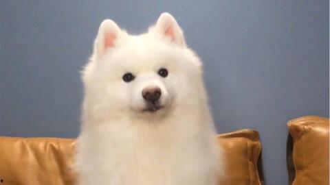 狗狗吃瓜放屁臭,揭秘瓜类食物对狗狗肠胃的影响