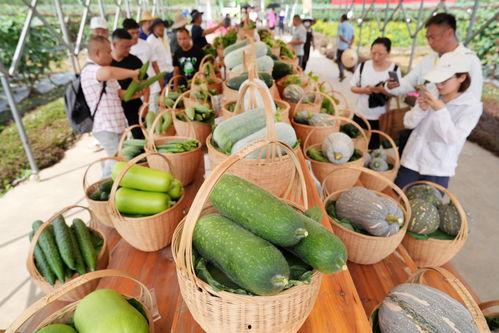 广州南苑吃瓜,夏日吃瓜盛宴，品味地道风味