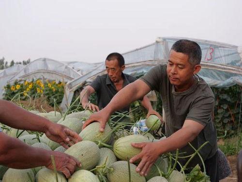 村主任吃瓜,揭秘农村基层干部的日常生活