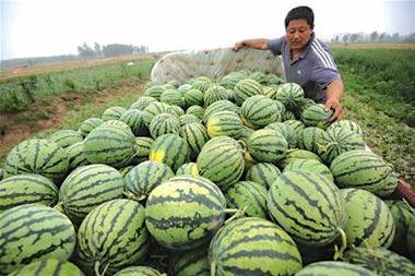 潮阳人民吃瓜,探寻潮阳人民独特的饮食文化