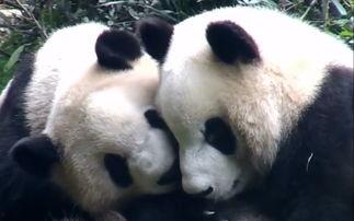 熊猫吃瓜看小孩,趣味横生的亲子时光