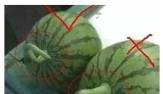 什么是吃瓜图文,网络围观背后的文化解读