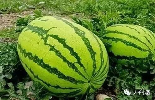 吃瓜的瓜在哪,探寻“吃瓜群众”的瓜从何而来