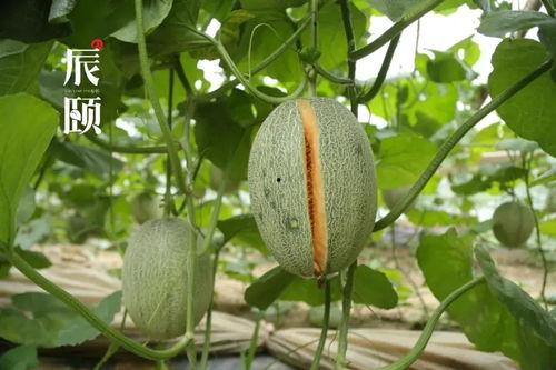 吃密瓜,尽享清凉甜蜜时光