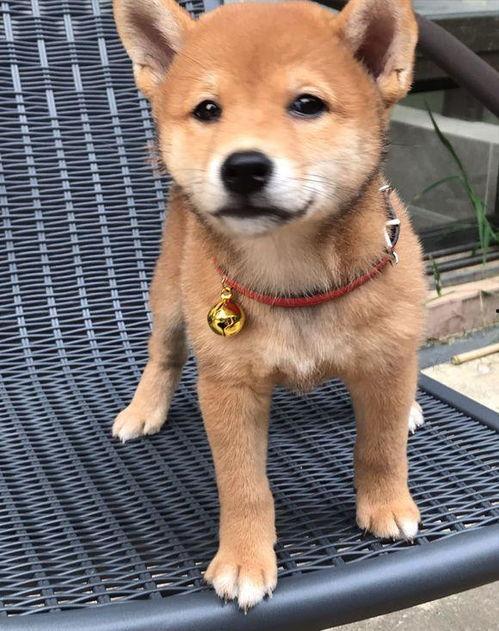 带你吃瓜飞天狗,揭秘娱乐圈那些事儿