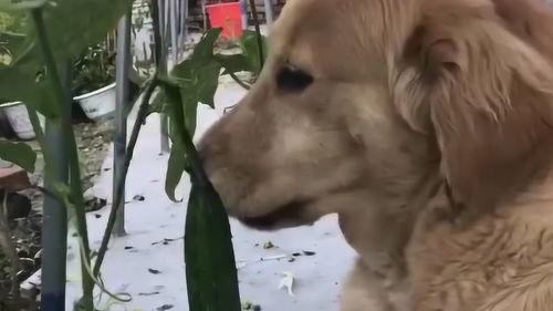 带你吃瓜飞天狗,揭秘娱乐圈那些事儿
