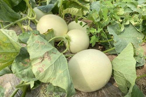 吃瓜一对超火父女瓜,吃瓜界的甜蜜风暴