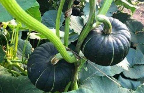 平时吃的小圆瓜是什么瓜,揭秘日常餐桌上的美味之谜