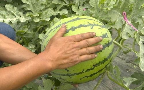 吴江吃瓜视频全集,揭秘娱乐圈幕后真相