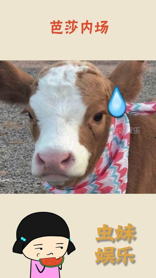 抖音吃瓜丑,揭秘网络舆论背后的真相与反思