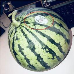 吃瓜保定教师,保定教师背后的故事