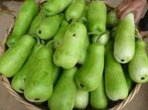 葫芦瓜晒干如何吃,葫芦瓜晒干后的多样食用方法探索