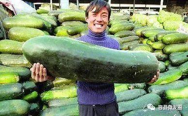 吃瓜群众吃的是什么瓜