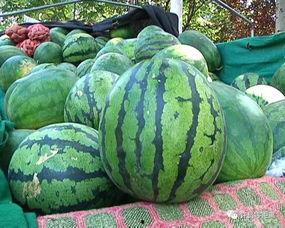 活树瓜怎么吃,探索自然美味的新境界