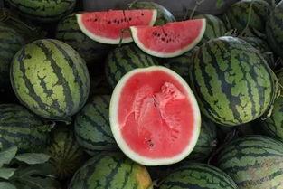 活树瓜怎么吃,探索自然美味的新境界