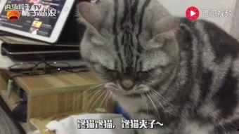 猫劝架吃瓜猫,吃瓜猫的劝架奇遇记